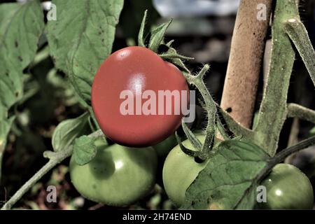 Tomates mûres rouges outre les tomates vertes non mûres sur la tige comme un gros plan Banque D'Images