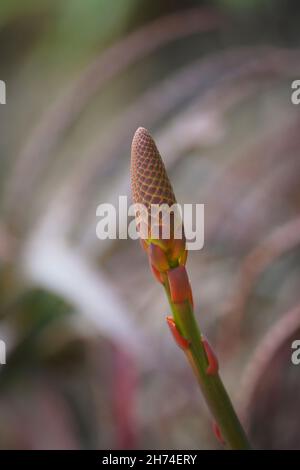 Un cône d'un Aloe arborescens, krantz aloe, candelabra aloe pas encore de floraison, dans le sud de l'Espagne. Banque D'Images