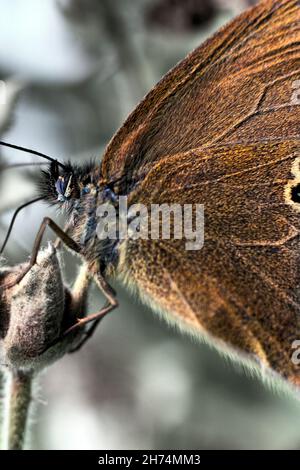 Un papillon en forme de ringlet s'accroche à un bourgeon de fleur et pose brièvement dans une position théâtrale - Renishaw, dans le nord-est du Derbyshire Banque D'Images