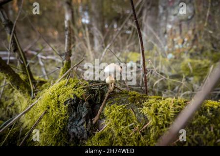 Champignons poussant sur l'arbre tombé dans les bois Banque D'Images