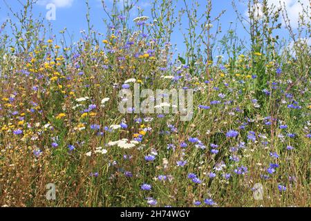 un groupe de fleurs sauvages blanches, bleues et jaunes comme fleur de maïs, buttercup et yarrow se ferme dans une marge de champ dans la campagne hollandaise avec un ciel bleu Banque D'Images