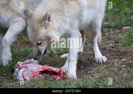 Jeune loup blanc, pris dans le Wolfspark Werner Freund tout en se nourrissant.Le parc des loups est situé à Merzig en Sarre, ici les prédateurs peuvent être de la même Banque D'Images