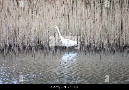 Hayle,Cornwall,le 20 novembre 2021,des centaines d'oiseaux, dont un Grand Egret blanc et un troupeau de Golden Plovers européens, se sont mis à gué dans l'estuaire de Hayle à marée basse dans les Cornouailles.L'estuaire de Hayle, l'estuaire le plus au sud-ouest du Royaume-Uni, abrite une grande variété d'oiseaux de terres humides.C'est un estuaire important où vont environ 1,800 oiseaux car il ne gèle jamais plus.Les prévisions de température pour aujourd'hui sont pour 11C.Credit: Keith Larby/Alamy Live news Banque D'Images