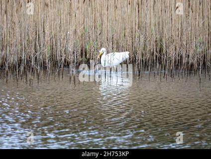 Hayle,Cornwall,le 20 novembre 2021,des centaines d'oiseaux, dont un Grand Egret blanc et un troupeau de Golden Plovers européens, se sont mis à gué dans l'estuaire de Hayle à marée basse dans les Cornouailles.L'estuaire de Hayle, l'estuaire le plus au sud-ouest du Royaume-Uni, abrite une grande variété d'oiseaux de terres humides.C'est un estuaire important où vont environ 1,800 oiseaux car il ne gèle jamais plus.Les prévisions de température pour aujourd'hui sont pour 11C.Credit: Keith Larby/Alamy Live news Banque D'Images