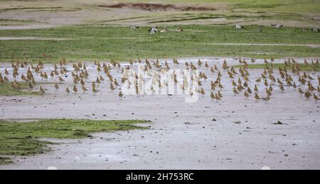 Hayle,Cornwall,le 20 novembre 2021,des centaines d'oiseaux, dont un Grand Egret blanc et un troupeau de Golden Plovers européens, se sont mis à gué dans l'estuaire de Hayle à marée basse dans les Cornouailles.L'estuaire de Hayle, l'estuaire le plus au sud-ouest du Royaume-Uni, abrite une grande variété d'oiseaux de terres humides.C'est un estuaire important où vont environ 1,800 oiseaux car il ne gèle jamais plus.Les prévisions de température pour aujourd'hui sont pour 11C.Credit: Keith Larby/Alamy Live news Banque D'Images