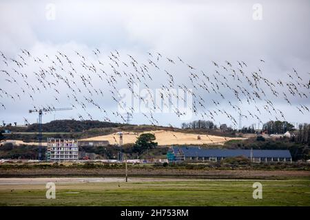 Hayle,Cornwall,20 novembre 2021,Un troupeau de mélomanes européens survolait l'estuaire de Hayle à marée basse dans les Cornouailles.L'estuaire de Hayle, l'estuaire le plus au sud-ouest du Royaume-Uni, abrite une grande variété d'oiseaux de terres humides.C'est un estuaire important où vont environ 1,800 oiseaux car il ne gèle jamais plus.Les prévisions de température pour aujourd'hui sont pour 11C.Credit: Keith Larby/Alamy Live news Banque D'Images