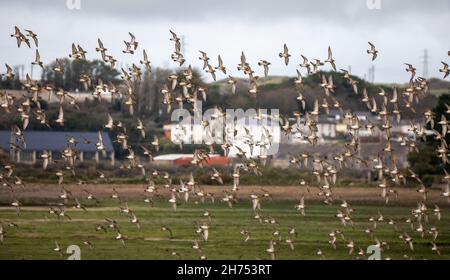 Hayle,Cornwall,20 novembre 2021,Un troupeau de mélomanes européens survolait l'estuaire de Hayle à marée basse dans les Cornouailles.L'estuaire de Hayle, l'estuaire le plus au sud-ouest du Royaume-Uni, abrite une grande variété d'oiseaux de terres humides.C'est un estuaire important où vont environ 1,800 oiseaux car il ne gèle jamais plus.Les prévisions de température pour aujourd'hui sont pour 11C.Credit: Keith Larby/Alamy Live news Banque D'Images