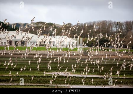 Hayle,Cornwall,20 novembre 2021,Un troupeau de mélomanes européens survolait l'estuaire de Hayle à marée basse dans les Cornouailles.L'estuaire de Hayle, l'estuaire le plus au sud-ouest du Royaume-Uni, abrite une grande variété d'oiseaux de terres humides.C'est un estuaire important où vont environ 1,800 oiseaux car il ne gèle jamais plus.Les prévisions de température pour aujourd'hui sont pour 11C.Credit: Keith Larby/Alamy Live news Banque D'Images