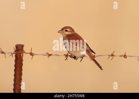 Une femelle Shrike à dos rouge (Lanius collurio) sur l'île grecque de Lesvos au printemps Banque D'Images