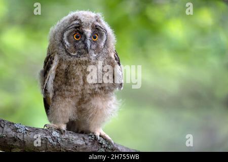 Un hibou élevé dans la forêt se trouve sur une branche. Banque D'Images