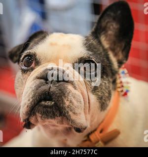 Excel Exhibition Centre, Londres, Royaume-Uni.20 novembre 2021.Misty, un adorable Bulldog français de 10 ans, pose avec joie au stand du French Bulldog Club of England.Le plus grand événement canin de Londres, Discover Dogs, revient à Excel London, offrant aux visiteurs l'occasion de rencontrer, d'accueillir et de câliner des centaines de chiens, et de célébrer la façon dont le meilleur ami de l'homme a aidé des milliers de personnes et a été nos héros quotidiens pendant la pandémie.Le spectacle est organisé par le Kennel Club.Credit: Imagetraceur/Alamy Live News Banque D'Images