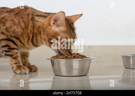 Le chat mange de la nourriture dans un bol de nourriture sèche.Nourriture saine pour animaux de compagnie. Banque D'Images