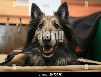 Excel Exhibition Centre, Londres, Royaume-Uni.20 novembre 2021.Roxy, un Berger belge de 6 ans (Tervueren) de l'équipe d'affichage Agility, a fait le point sur son confortable porteur.Le plus grand événement canin de Londres, Discover Dogs, revient à Excel London, offrant aux visiteurs l'occasion de rencontrer, d'accueillir et de câliner des centaines de chiens, et de célébrer la façon dont le meilleur ami de l'homme a aidé des milliers de personnes et a été nos héros quotidiens pendant la pandémie.Le spectacle est organisé par le Kennel Club.Credit: Imagetraceur/Alamy Live News Banque D'Images