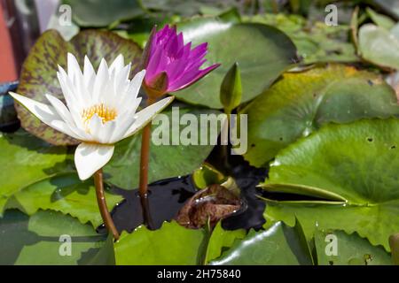 Fleurs de nénuphars dans l'eau en gros plan Banque D'Images