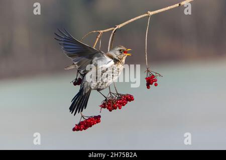 Fieldfare, (Turdus pilaris), se nourrissant des baies de roses de Guelder en hiver, Basse-Saxe, Allemagne Banque D'Images