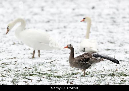 L'oie des graylag, (Anser anser), et les cygnes muets (Cygnus olor), sur un terrain enneigé, Basse-Saxe, Allemagne Banque D'Images