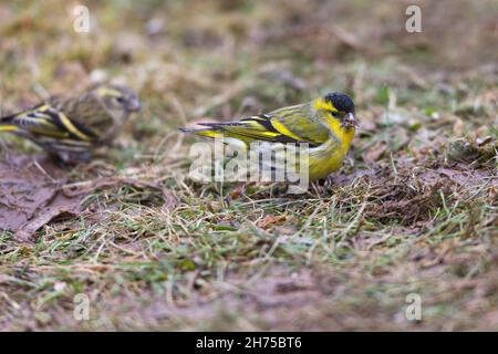 Siskin eurasien, (Spinus spinus) mâle et femelle se nourrissant au sol, Basse-Saxe, Allemagne Banque D'Images