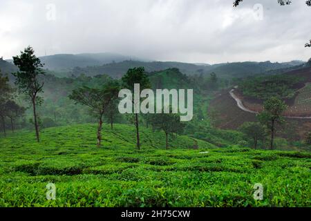 Plantation de thé Idukki ,Kerala / INDE Banque D'Images