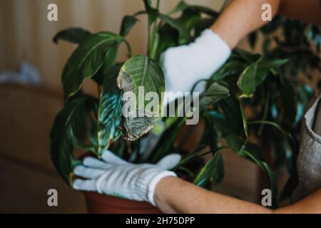 Maladies des plantes de maison.Plantes d'intérieur maladies troubles identification et traitement, brûlures solaires des plantes d'habitation.Les femmes coupent les feuilles endommagées de Banque D'Images