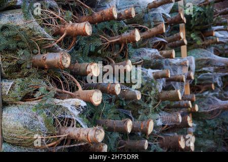 Pile d'arbres de Noël Couper et dans des filets prêts à être vendus Banque D'Images
