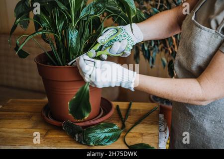 Maladies des plantes de maison.Plantes d'intérieur maladies troubles identification et traitement, brûlures solaires des plantes d'habitation.Les femmes coupent les feuilles endommagées de Banque D'Images