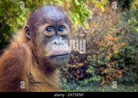 Un Orangutan assis dans la forêt Banque D'Images