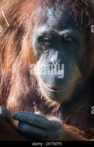 Un Orangutan tenant un morceau de paille Banque D'Images