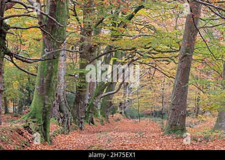 Hêtres à Horner Wood à l'automne Somerset Royaume-Uni Banque D'Images