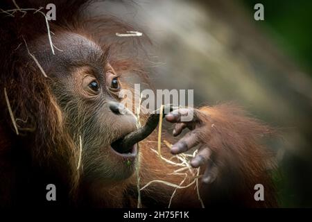 Un bébé Orang-Utan mâchant sur un bâton Banque D'Images