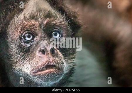 portrait artistique d'un singe araignée à œil bleu Banque D'Images