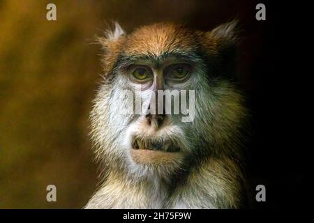 une photo d'art d'un singe pata Banque D'Images