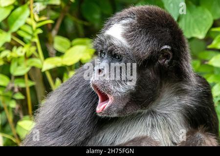 un singe araignée hurlant Banque D'Images