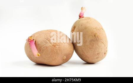 Deux pommes de terre qui germent richement isolées sur fond blanc. Légumes germés Banque D'Images