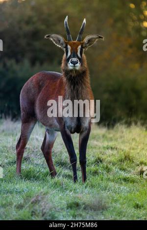 Magnifique antilope brun de Roan dans son habitat naturel Banque D'Images