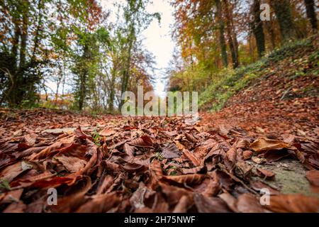 gros plan des feuilles mortes sur un chemin dans la campagne. Banque D'Images