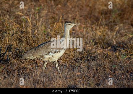 Australian Bustard Ardeotis australis Mount Carbine, Queensland, Australie 2 novembre 2019AdulteOtididae Banque D'Images