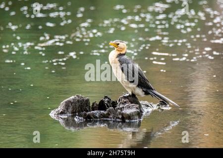 Little Pied Cormorant Microcarbo melanoleucos Cains, Queensland, Australie 31 octobre 2019AdultePhalacrocoracidae Banque D'Images