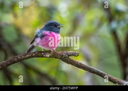 Pink Robin Petroica rodinogaster Parc national de Cradle Mountain, Tasmanie, Australie 20 novembre 2019Homme adultePetrocicidae Banque D'Images