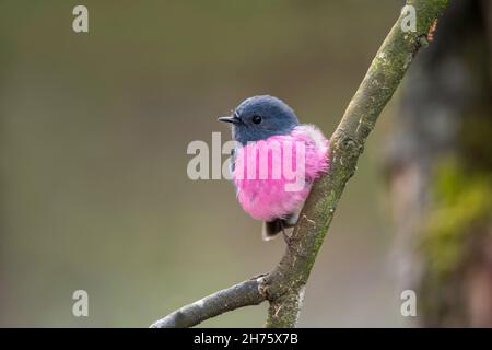 Pink Robin Petroica rodinogaster Parc national de Cradle Mountain, Tasmanie, Australie 20 novembre 2019Homme adultePetrocicidae Banque D'Images