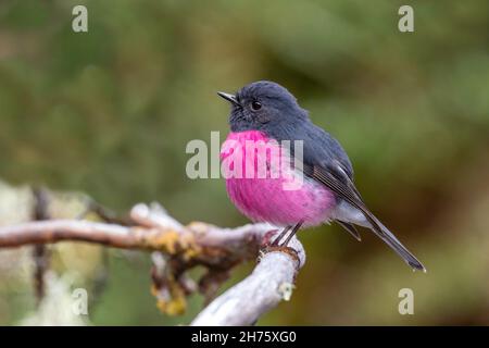 Pink Robin Petroica rodinogaster Parc national de Cradle Mountain, Tasmanie, Australie 20 novembre 2019Homme adultePetrocicidae Banque D'Images