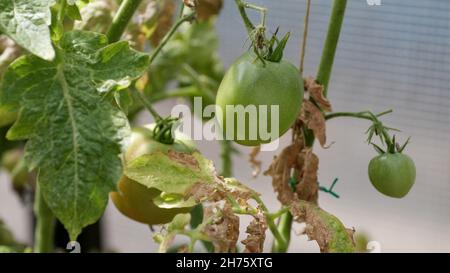 Maladies fongiques dangereuses des tomates, qui affecte les représentants de la nuit, surtout les pommes de terre.Cette maladie est causée par la position des organismes pathogènes entre les champignons et la tache grise des protozoaires Banque D'Images