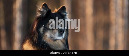 Portrait of a Finnish Lapphund. Focus sélectif et profondeur de champ. Banque D'Images