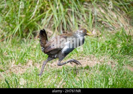 Tasmanian Nativehen Tribonyx mortierii Tasmanie, Australie 18 novembre 2019AdulteRallidae Banque D'Images