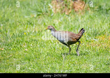 Tasmanian Nativehen Tribonyx mortierii Tasmanian Arboretum, Tasmanie, Australie 18 novembre 2019AdulteRallidae Banque D'Images