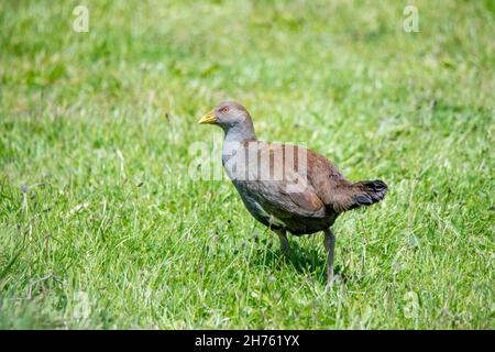 Tasmanian Nativehen Tribonyx mortierii Tasmanian Arboretum, Tasmanie, Australie 18 novembre 2019AdulteRallidae Banque D'Images