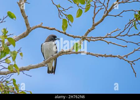 Hirondelle de poitrine blanche Armamus leucorynchus Cains, Queensland, Australie 31 octobre 2019AdulteArtamidae Banque D'Images