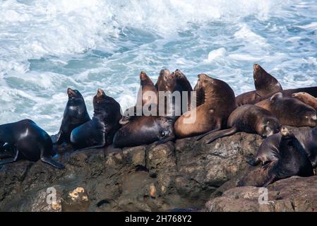 Gros plan sur les lions de mer près du cap Arago Banque D'Images