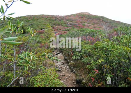Sentier menant vers le haut d'une colline. L'emplacement est Black Balsam Hike, près d'Asheville, Caroline du Nord. Banque D'Images