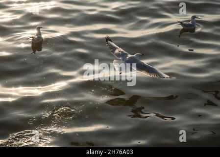 Samut Prakan, Thaïlande.20 novembre 2021.Un mouette vu volant à la station balnéaire de Bang pu.Chaque année, pendant l'hiver froid en Thaïlande entre novembre et mars, des milliers de mouettes migrent de Sibérie et de Mongolie vers le bord de mer de Bang pu dans la province de Samut Prakan pour échapper à l'hiver rigoureux.Crédit : SOPA Images Limited/Alamy Live News Banque D'Images