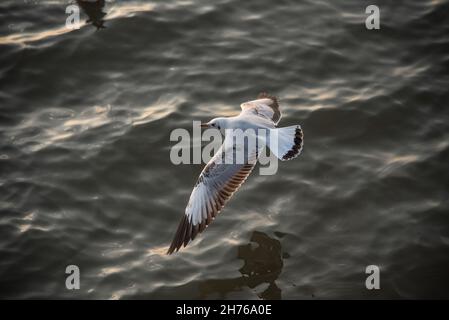 Samut Prakan, Thaïlande.20 novembre 2021.Un mouette vu volant à la station balnéaire de Bang pu.Chaque année, pendant l'hiver froid en Thaïlande entre novembre et mars, des milliers de mouettes migrent de Sibérie et de Mongolie vers le bord de mer de Bang pu dans la province de Samut Prakan pour échapper à l'hiver rigoureux.Crédit : SOPA Images Limited/Alamy Live News Banque D'Images